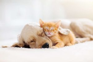 A puppy and kitten sleeping on a rug